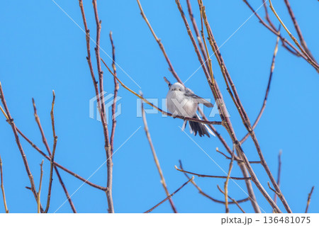 雪の妖精 シマエナガ 北海道の可愛い野鳥 雪の妖精 シマエナガ 北海道の可愛い野鳥 136481075