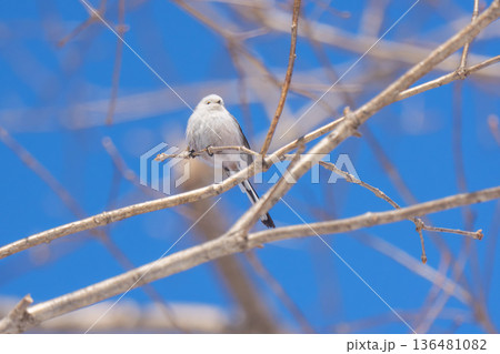 雪の妖精 シマエナガ 北海道の可愛い野鳥 雪の妖精 シマエナガ 北海道の可愛い野鳥 136481082