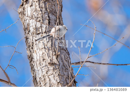 雪の妖精 シマエナガ 北海道の可愛い野鳥 雪の妖精 シマエナガ 北海道の可愛い野鳥 136481089