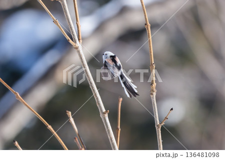 雪の妖精 シマエナガ 北海道の可愛い野鳥 雪の妖精 シマエナガ 北海道の可愛い野鳥 136481098