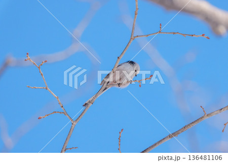 雪の妖精　シマエナガ 北海道の可愛い野鳥 136481106