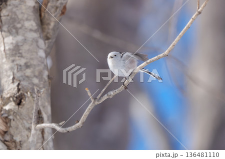 雪の妖精　シマエナガ 北海道の可愛い野鳥 136481110