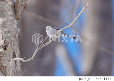 雪の妖精　シマエナガ 北海道の可愛い野鳥 136481111