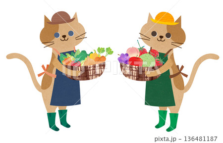 かわいい猫 かわいい猫 136481187