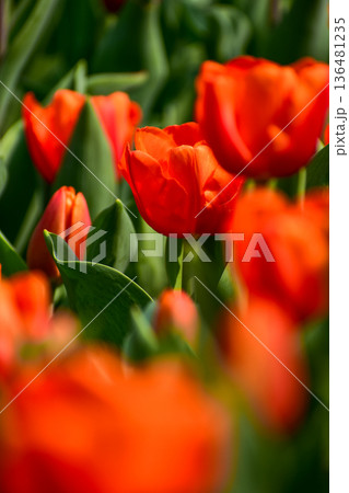 Close-up of orange tulips in the sea of tulips in daytime. Flower and plant. For background, nature and flower background. Close-up of orange tulips in the sea of tulips in daytime. Flower and plant. For background, nature and flower background. 136481235