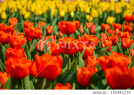 Close-up of orange tulips in the sea of tulips in daytime. Flower and plant. For background, nature and flower background. 136481238