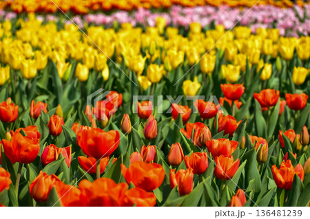 Close-up of orange tulips in the sea of tulips in daytime. Flower and plant. For background, nature and flower background. 136481239