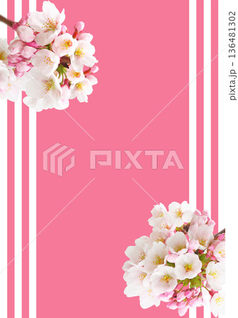 桜の花 桜の花 136481302