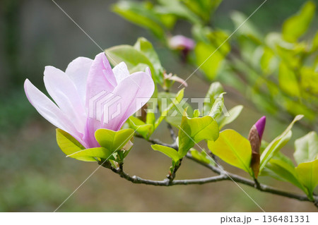 Pink Magnolia Flower in Bloom - Spring Nature Background Pink Magnolia Flower in Bloom - Spring Nature Background 136481331