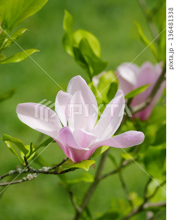 Pink Magnolia Flower in Bloom - Spring Nature Background 136481338