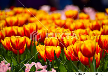 Close-up of red-and-yellow tulips in the sea of tulips in daytime. Flower and plant. For background, nature and flower background. Close-up of red-and-yellow tulips in the sea of tulips in daytime. Flower and plant. For background, nature and flower background. 136481386