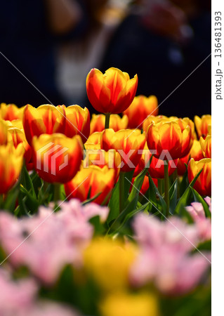 Close-up of red-and-yellow tulips in the sea of tulips in daytime. Flower and plant. For background, nature and flower background. Close-up of red-and-yellow tulips in the sea of tulips in daytime. Flower and plant. For background, nature and flower background. 136481393