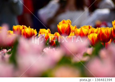 Close-up of red-and-yellow tulips in the sea of tulips in daytime. Flower and plant. For background, nature and flower background. 136481394