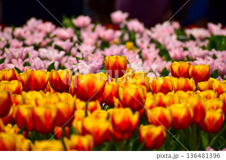 Close-up of red-and-yellow tulips in the sea of tulips in daytime. Flower and plant. For background, nature and flower background. Close-up of red-and-yellow tulips in the sea of tulips in daytime. Flower and plant. For background, nature and flower background. 136481396