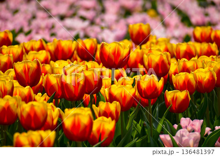 Close-up of red-and-yellow tulips in the sea of tulips in daytime. Flower and plant. For background, nature and flower background. 136481397