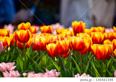 Close-up of red-and-yellow tulips in the sea of tulips in daytime. Flower and plant. For background, nature and flower background. Close-up of red-and-yellow tulips in the sea of tulips in daytime. Flower and plant. For background, nature and flower background. 136481399