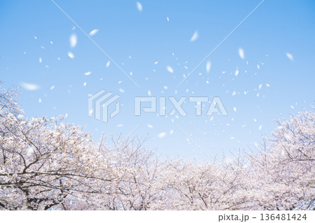 桜吹雪 136481424