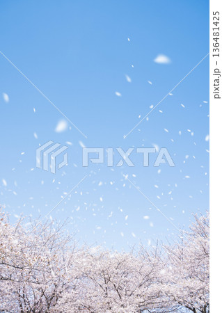桜吹雪 桜吹雪 136481425