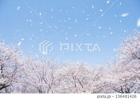 桜吹雪 136481426