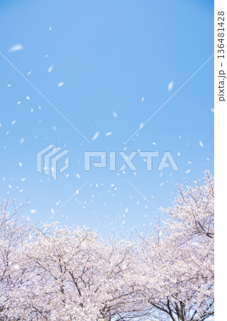 桜吹雪 136481428