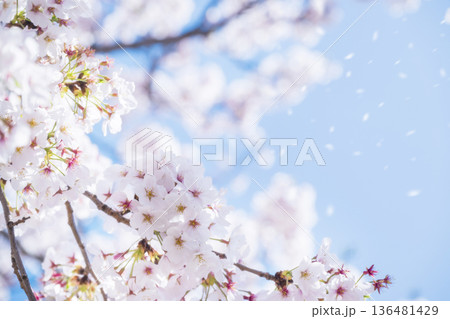 桜吹雪 136481429