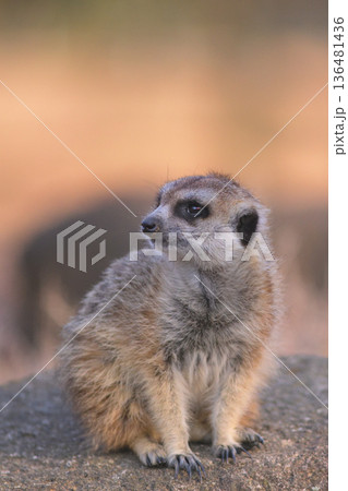 太陽の落ちる位置が毎日少しずつ変わっているなと観察するミーアキャット 136481436