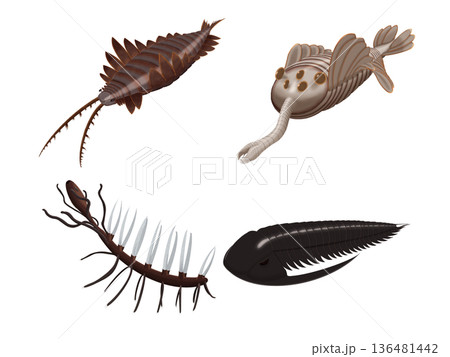 リアルなカンブリア紀の生物のイラストセット　アノマロカリス　オパビニア　ハルキゲニア　パラドキシデス 136481442