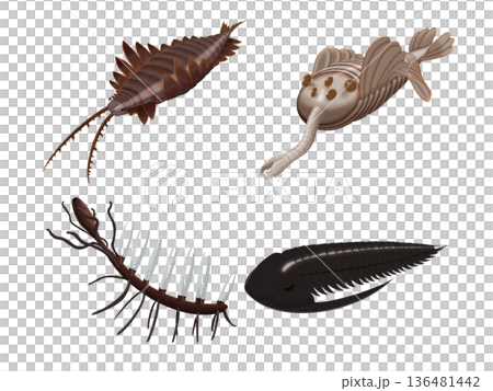逼真的寒武紀生物插圖集：奇蝦、歐巴賓海蠍、幻影海蠍、悖論蟲 136481442