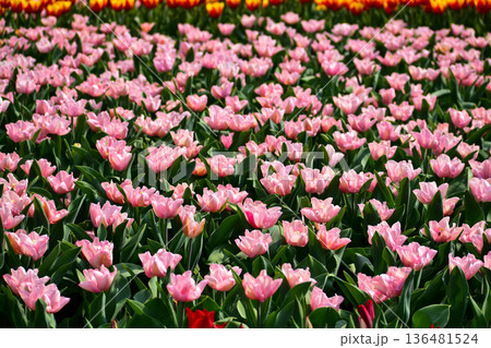 Close-up of pink tulips in the sea of tulips in daytime. Flower and plant. For background, nature and flower background. Close-up of pink tulips in the sea of tulips in daytime. Flower and plant. For background, nature and flower background. 136481524