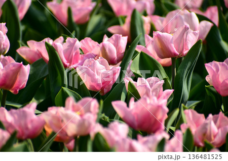 Close-up of pink tulips in the sea of tulips in daytime. Flower and plant. For background, nature and flower background. 136481525