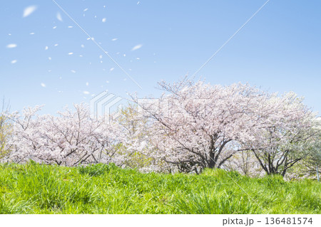 桜吹雪と青空と野原 136481574