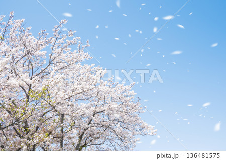 桜吹雪 136481575