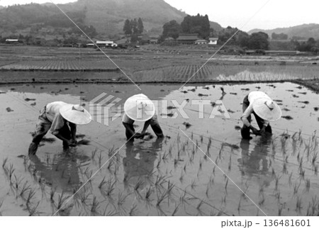 古写真　1957年　日本の農村の田植え風景 136481601