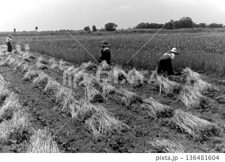 古写真 1957年 日本の麦刈りの風景 古写真 1957年 日本の麦刈りの風景 136481604