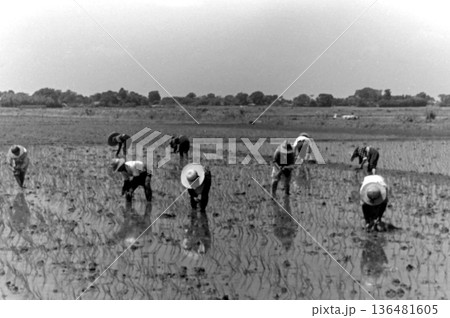 古写真　1957年　日本の農村の田植え風景 136481605