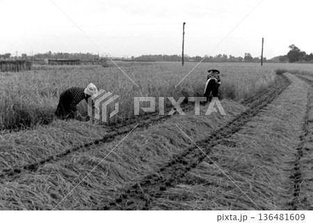 古写真　1957年　日本の農村の稲刈り風景 136481609