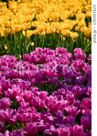 Close-up of the yellow and purple tulips in sea of tulips in garden with sunlight. yellow and purple tulips in contrast. Flower and plant. For background, nature and flower background. Close-up of the yellow and purple tulips in sea of tulips in garden with sunlight. yellow and purple tulips in contrast. Flower and plant. For background, nature and flower background. 136481623