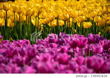 Close-up of the yellow and purple tulips in sea of tulips in garden with sunlight. yellow and purple tulips in contrast.  Flower and plant. For background, nature and flower background. 136481626