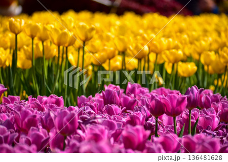 Close-up of the yellow and purple tulips in sea of tulips in garden with sunlight. yellow and purple tulips in contrast. Flower and plant. For background, nature and flower background. Close-up of the yellow and purple tulips in sea of tulips in garden with sunlight. yellow and purple tulips in contrast. Flower and plant. For background, nature and flower background. 136481628