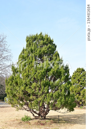 カイヅカイブキ（ビャクシン属）ヒノキ科の常緑針葉樹 136481684