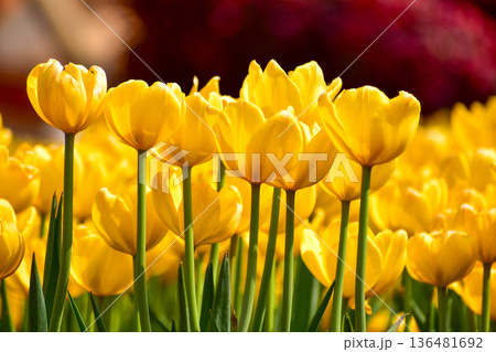 Close-up of yellow tulips in the sea of tulips in daytime. Yellow tulips in the garden with sunlight. Flower and plant. For background, nature and flower background. Close-up of yellow tulips in the sea of tulips in daytime. Yellow tulips in the garden with sunlight. Flower and plant. For background, nature and flower background. 136481692