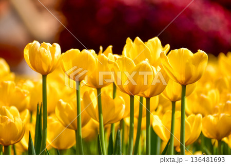 Close-up of yellow tulips in the sea of tulips in daytime. Yellow tulips in the garden with sunlight. Flower and plant. For background, nature and flower background. 136481693