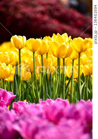 Close-up of yellow tulips in the sea of tulips in daytime. Yellow tulips in the garden with sunlight. Flower and plant. For background, nature and flower background. 136481694