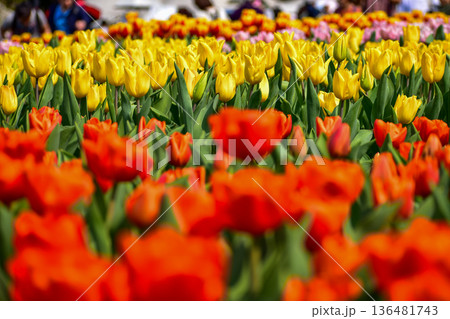 The view of the sea of tulips in the garden with sunlight. Flower and plant. For background, nature and flower background. The view of the sea of tulips in the garden with sunlight. Flower and plant. For background, nature and flower background. 136481743