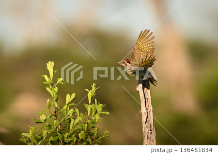 Bearded woodpecker takes off from dead stump Bearded woodpecker takes off from dead stump 136481834