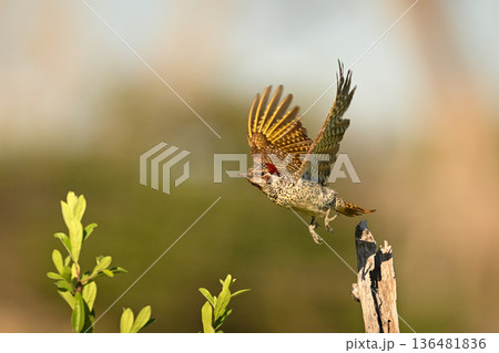 Bearded woodpecker taking off from dry stump Bearded woodpecker taking off from dry stump 136481836