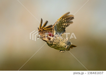 Bearded woodpecker with blurred wings and catchlight Bearded woodpecker with blurred wings and catchlight 136481837
