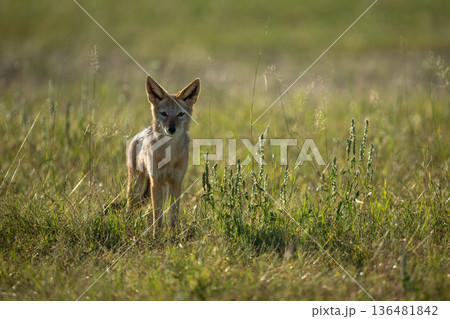 Black-backed jackal stands watching camera from savanna 136481842