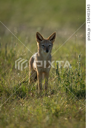 Black-backed jackal stands watching camera from savannah Black-backed jackal stands watching camera from savannah 136481843