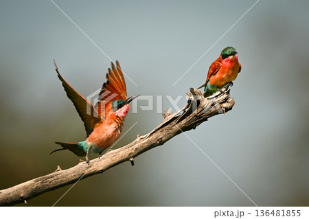 Carmine bee-eater chases another on dead branch Carmine bee-eater chases another on dead branch 136481855